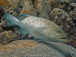 large  tiger grouper at a deep cleaning station by Christopher Lynch 